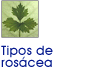 Tipos de ros�cea
