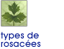 Les diff�rents types de rosac�es