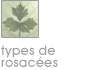 Les diff�rents types de rosac�es