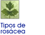 Tipos de ros�cea