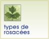 Les diff�rents types de rosac�es